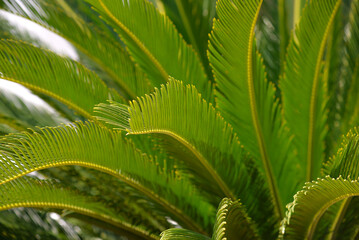 Horizontal photo of palm leaf for texture or background	