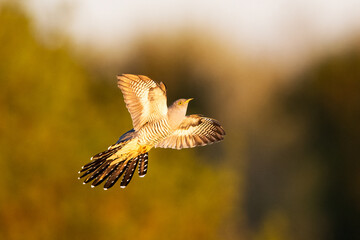 Common cuckoo in flight at sunset