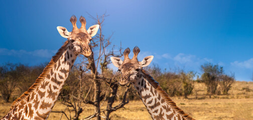 Two giraffes. Animals of African savanna. Giraffe heads under blue sky. Animal is looking at...