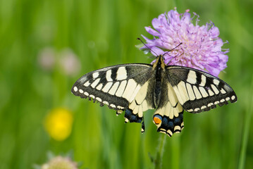 Old World Swallowtail or common yellow swallowtail (Papilio machaon) sitting on a small scabious in...