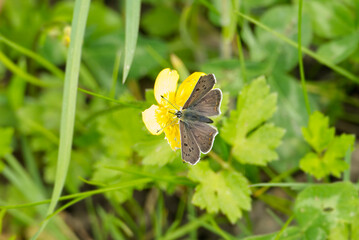 Male sooty copper butterfly (Lycaena tityrus) perched on yellow marsh marigold in Zurich, Switzerland