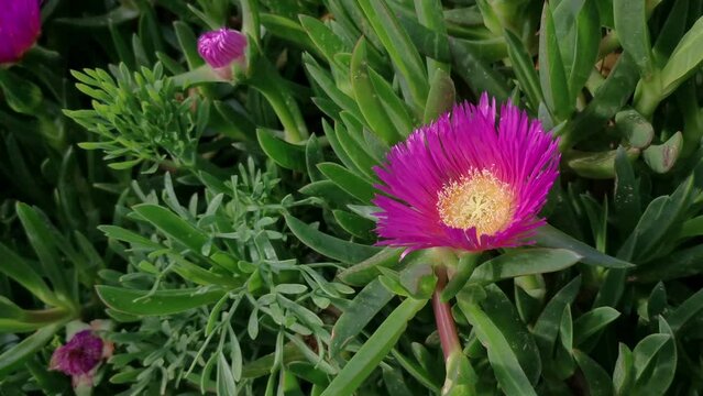 A purple flower is in the foreground of a green background. The flower is surrounded by other plants, and the overall mood of the image is peaceful and serene