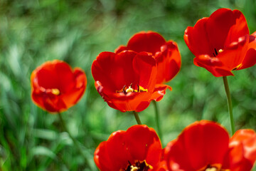 red tulip field with selective focus