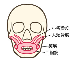 口輪筋、上唇挙筋、上唇鼻翼挙筋、表情筋