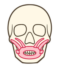 口輪筋、上唇挙筋、上唇鼻翼挙筋、表情筋