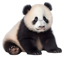 PNG  Cute panda baby wildlife animal mammal.