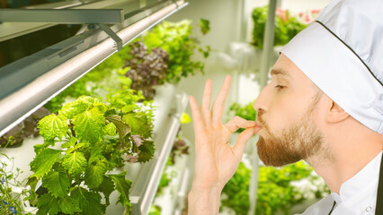 Cook in greenhouse for growing herbs. Cook is proud of greens he grows. Cook demonstrates tasty gestures. Castro greenhouse for restaurant. Chef watches growth of herbs. Restaurant greenhouse worker