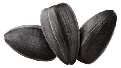 Sunflower Seed, isolated on white background, full depth of field
