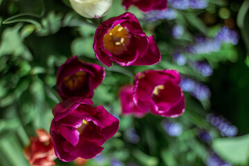 purple tulip field with selective focus