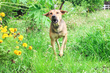 A big brown dog walks in a flower garden.