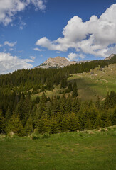 Rocky mountain peaks and pine forests