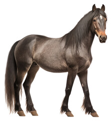 Obraz premium PNG Horse stallion animal mammal.