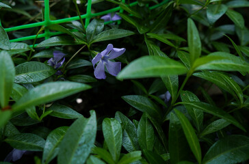Purple periwinkle flower in green leaves close-up