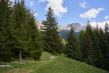 Mountains and pine forests landscape - obrazy, fototapety, plakaty