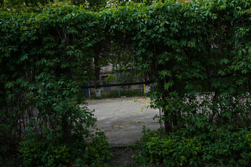 Obraz premium Arch of a green climbing plant on the street