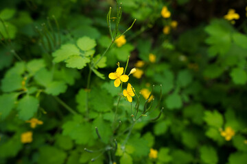 Medicinal celandine flower on a green bush in a large pan in sunny weather