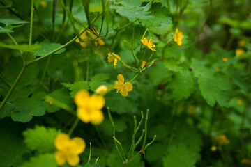 Medicinal celandine flower on a green bush in a large pan in sunny weather