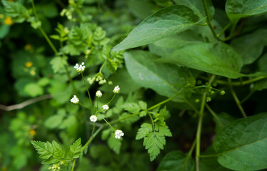 Medicinal plant bedstraw with white flowers