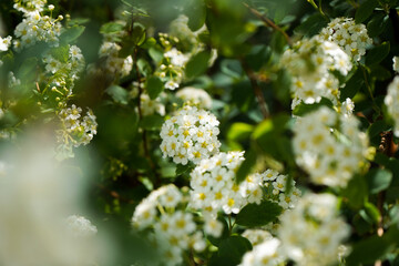 A white spirea flower on a green bush in a large pan in sunny weather