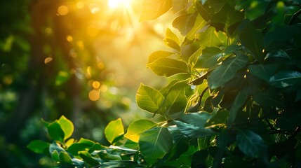 Lush Vibrant Treetops Basking in Warm Afternoon Sunlight with Soft Blurred Bokeh Accents