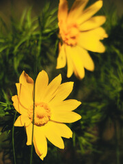 Yellow flower.