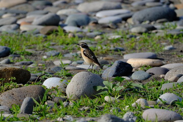 The whinchat (Saxicola rubetra) on the beach