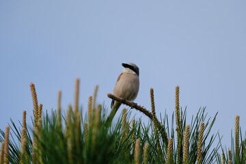 A black-backed shrike sitting on a pine branch in the morning sun.