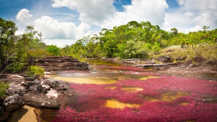 Caño Cristales is a river in Colombia that is located in the Sierra de la Macarena, in the...