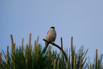 A black-backed shrike sitting on a pine branch in the morning sun.