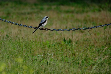 A black-backed shrike perched on a chain in a field