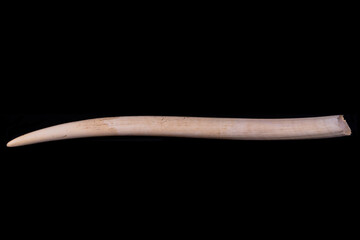 Elephant tusk is made up of a hard, dense bony tissue that is used for digging, lifting objects, gathering food, and defense