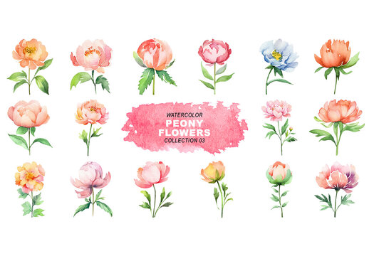 Watercolor painted style - peony flowers clipart isolated on transparent background. Created using Generative AI.