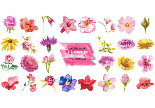 Watercolor painted flower buds clipart. Hand drawn flower design elements isolated on transparent background