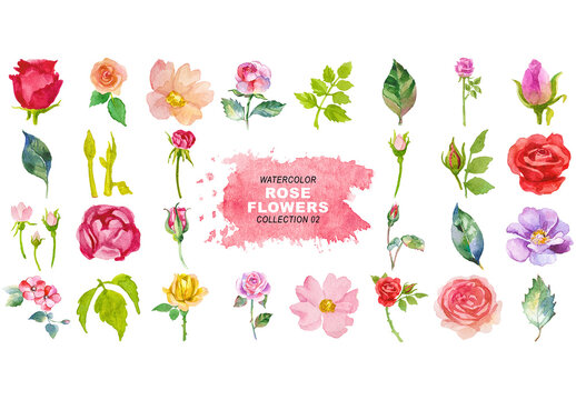 Watercolor painted rose flowers clipart. Hand drawn flower design elements isolated on transparent background