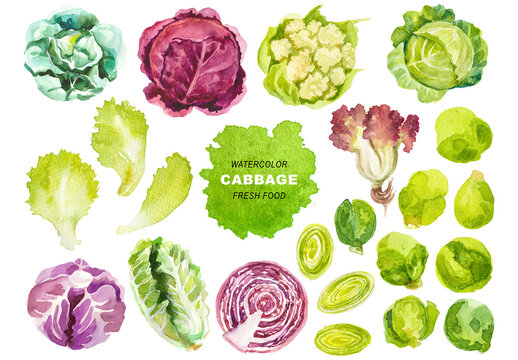 Watercolor painted cabbage clipart. Hand drawn fresh food design elements isolated on transparent background.