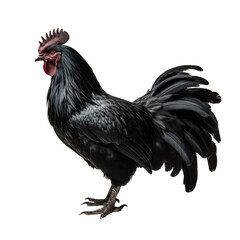 black chicken