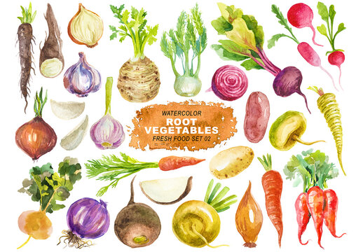 Watercolor painted collection of root vegetables. Hand drawn fresh food design elements isolated on transparent background.
