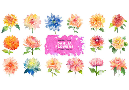 Watercolor painted style - dahlia flowers clipart isolated on transparent background. Created using Generative AI.