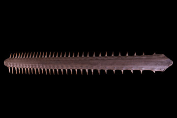 The largetooth sawfish is a species of sawfish in the family Pristidae