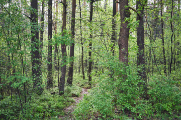 ścieżka,las 
