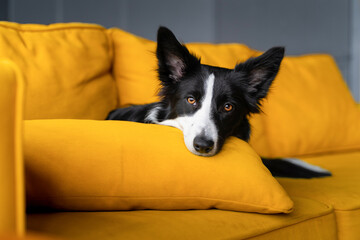 A black and white border collie sadly laid his head on the pillow. Dog resting on a yellow sofa. 