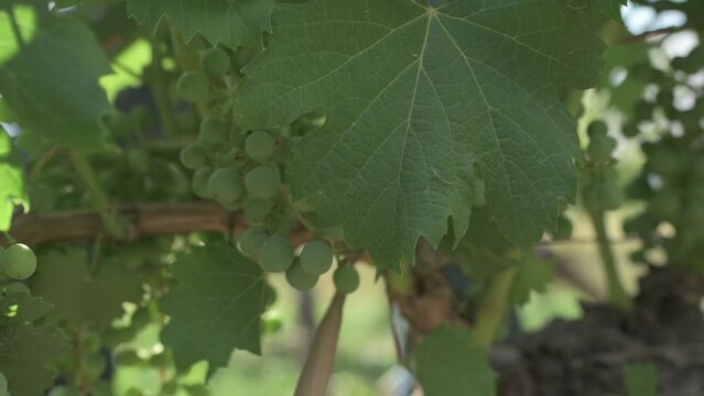 Close up de racimo de uvas tintas en etapa de maduraci&oacute;n con una mano revisando las mismas en un vi&ntilde;edo