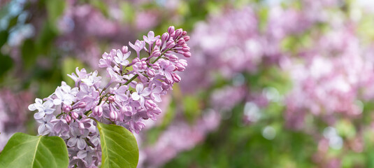Blossom lilac flowers in spring. Spring brunch of Lilac. Banner with copy space. High quality photo