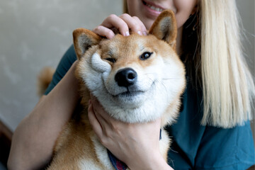 beautiful Shiba Inu dog enjoys the caress of its owner