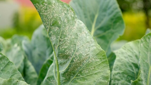 whitefly on cabbage leaves in the garden. Selective focus.
