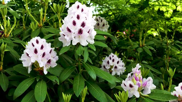 Calsap Rhododendron Flowering Blooming