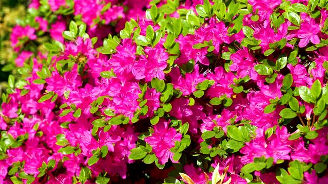 Azalea Japan Rhododendron Flowering Blooming