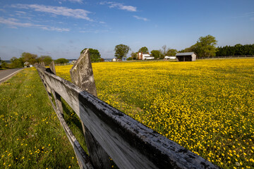 Broomes Island, Maryland USA A field of buttercups and a wooden fence.