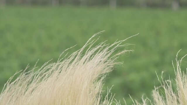 Planta en cama lenta con vi&ntilde;edo de fondo