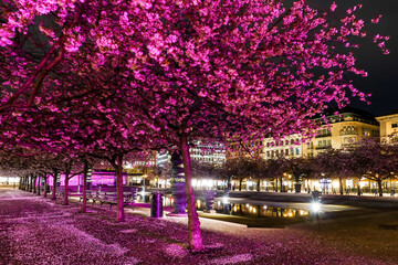 Stockholm, Sweden Cherry blossoms in the Kungstradgarden park.